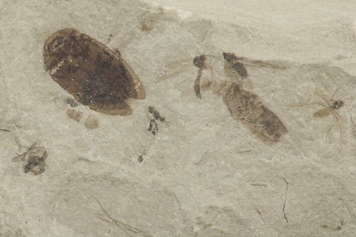 Fossil Beetle (Coleoptera) and Crane Fly (Tipulidae) - Utah #213324